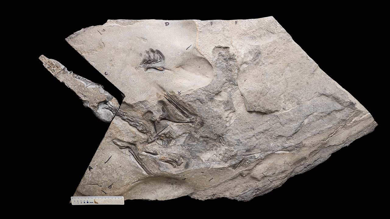 Largest Jurassic Pterodactyl Ever Found Had Wing Span Bigger Than