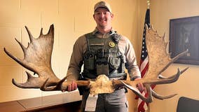 Montana man receives lifetime hunting ban after illegally killing trophy moose