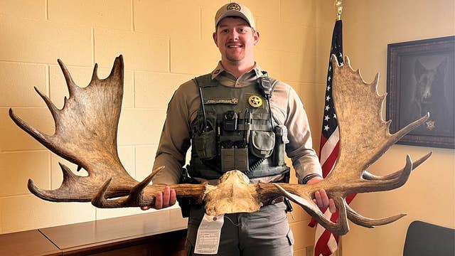 Montana man receives lifetime hunting ban after illegally killing trophy moose