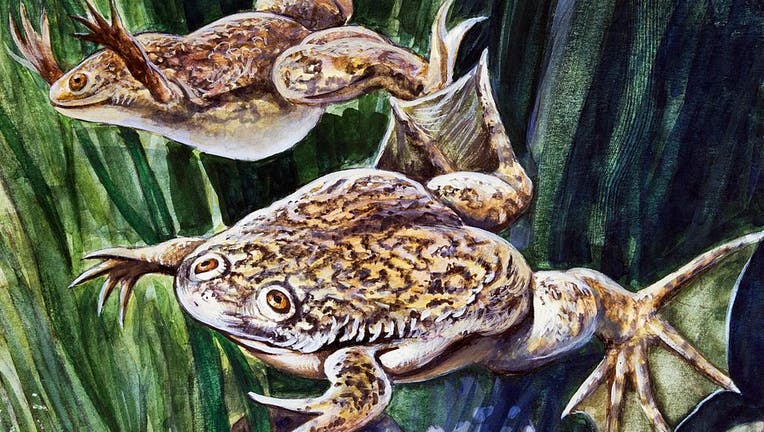 African clawed frog or Xenopus, Pipidae