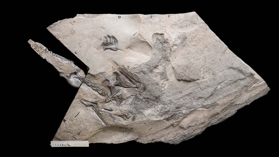 Perfect pterosaur found in fossil egg : Nature News