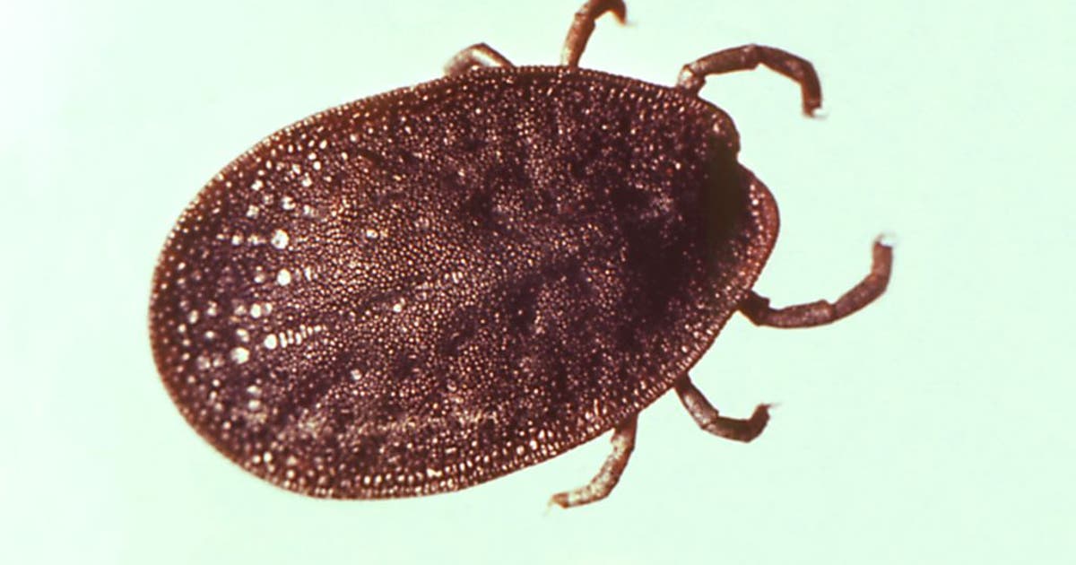 Ticks survive 27 years in a lab, 8 without food, study shows | FOX