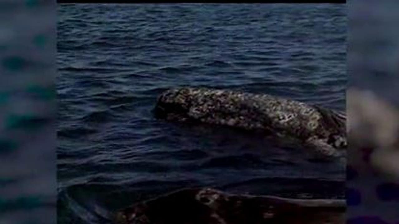 'Unprecedented:' Gray whales arriving in Washington waters earlier than normal - Vimarsana News