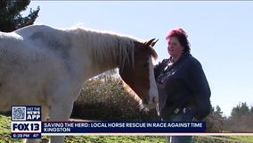 Saving the herd: Washington horse rescue in a race against time