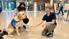 Comfort dog helps calm children getting COVID shots