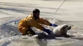 Dog rescued after getting stuck in frozen Colorado pond