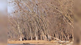 Dozens of bald eagles in one spot in Minnesota captured in photo