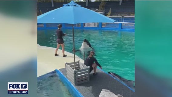 Tokitae could return home to Puget Sound by Thanksgiving