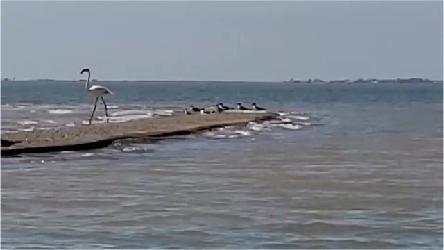 Flamingo that escaped Kansas zoo 17 years ago spotted in Texas