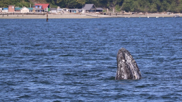 'Unprecedented:' Gray whales arriving in Washington waters earlier than normal