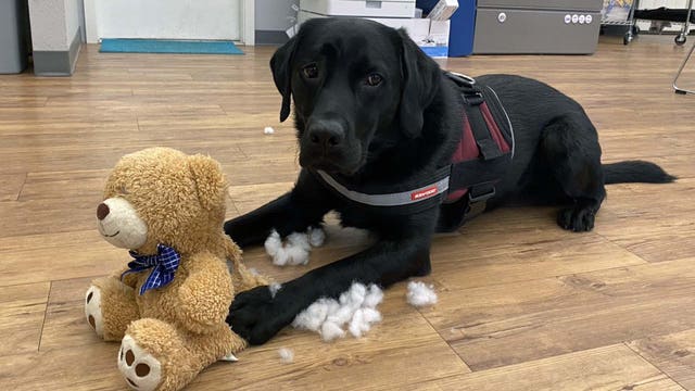Local agencies celebrate their service dogs on National Puppy Day