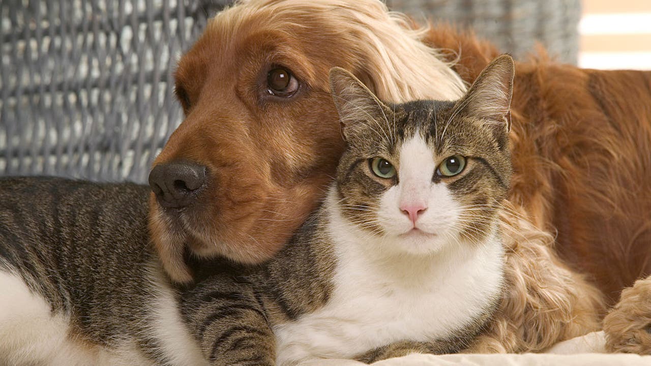 How it could affect your dog or cat