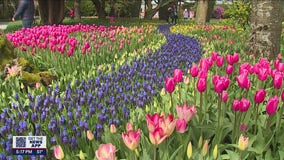 Strikers, Washington Bulb Co. reach agreement on eve of highly anticipated tulip festival