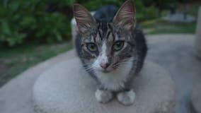 Hawaii's stray cats pose major threat to protected species: Why visitors should be cautious