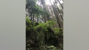 State launches first-in-the-nation program to preserve 10,000 forest acres as carbon reserve