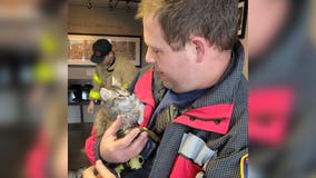 Fire & Rescue crew members adopt litter of abandoned cats
