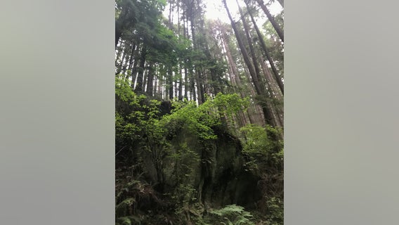 State launches first-in-the-nation program to preserve 10,000 forest acres as carbon reserve