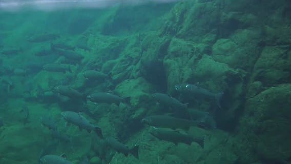 County gets $5.85M grant to restore salmon habitats along Snohomish River