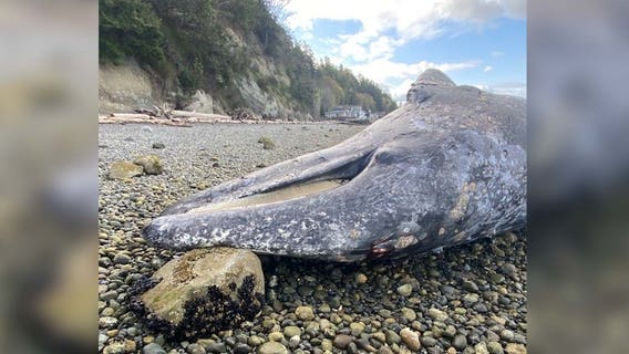 NOAA investigating gray whale washed ashore at Camano Island