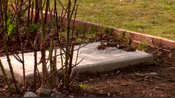 American Legion cannon stolen in Yelm, veterans hope for safe return