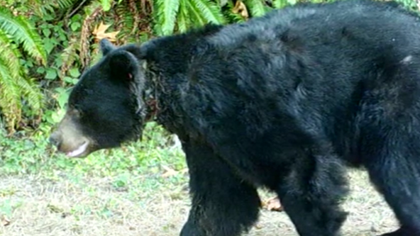Black bear near Issaquah lethally removed for habitually eating unsecured trash