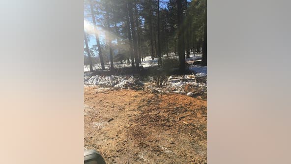 Police issue 8 citations to a man for illegally cutting firewood