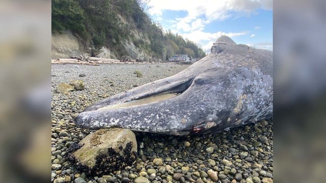 NOAA investigating gray whale washed ashore at Camano Island