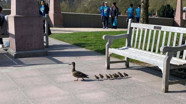 Bellevue officer rescues ducklings from storm drain