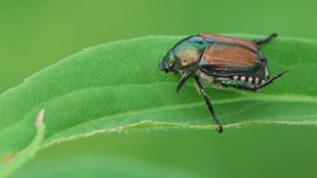 Treatment for invasive Japanese beetle begins May 2 in Yakima, Benton Counties