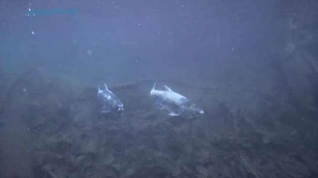 Climate change is killing Northwest salmon, scientists warn