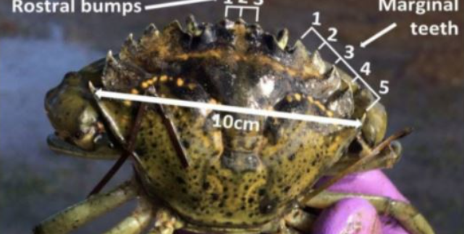 A better way to identify, stop invasive green crabs in Washington