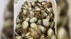 Burien seafood broker sentenced to prison for smuggling 'possibly tainted' geoduck clams to China