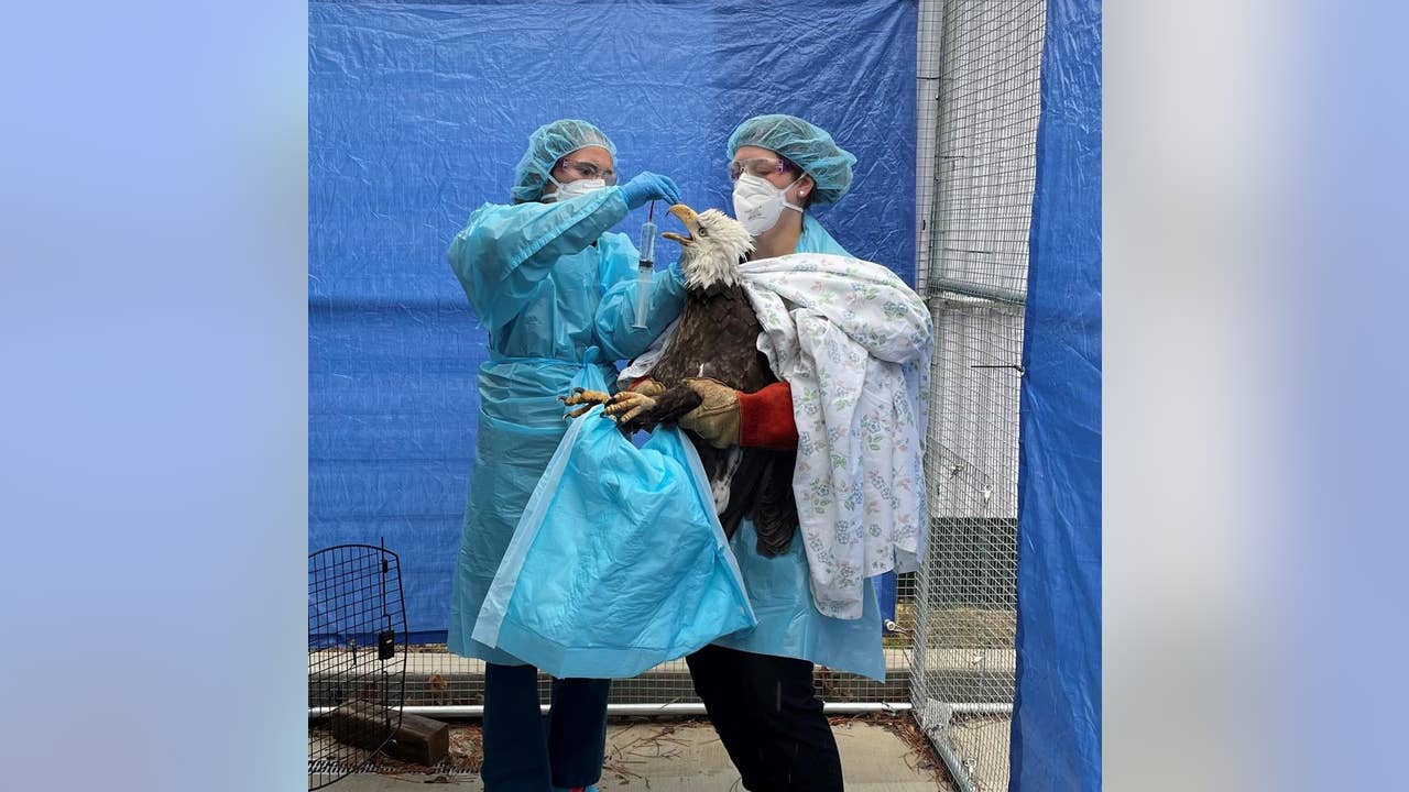 Bird flu kills 37 million birds in the United States just detected in a swarm in Washington’s backyard