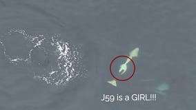 Newest J Pod calf is a female, offering hope for endangered Southern resident population
