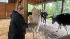Hay shortages putting strain on Washington animal rescues