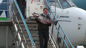 First Copper River salmon of season arrives in Seattle