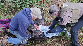 Federal Way PD helps rescue injured bald eagle