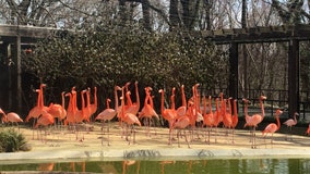 25 flamingos killed by wild fox at Smithsonian’s National Zoo