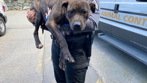 13 pitbulls with scars, infections seized from Eatonville home in animal cruelty investigation
