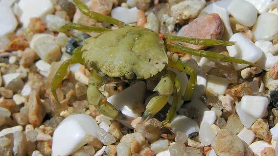 WDFW: Invasive green crabs found in Hood Canal, 'furthest south' they have been detected