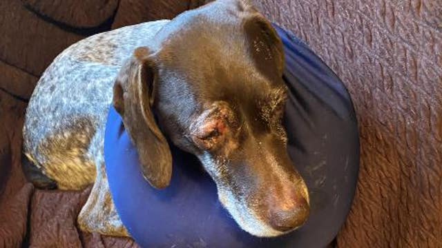 Two violent dog attacks in Seattle in less than a week