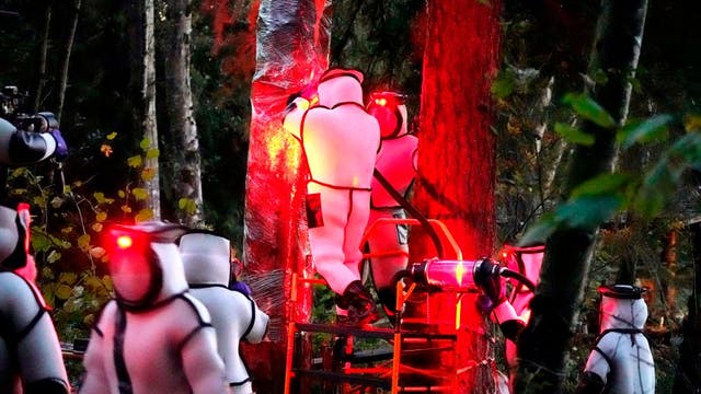 Scientists will set 1,000 traps for murder hornets this year