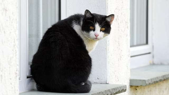 Cats to stay indoors in German town during rare bird's breeding season