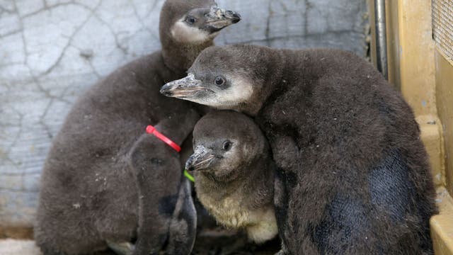 Woodland Park Zoo moving at-risk birds inside as bird flu spreads in Washington