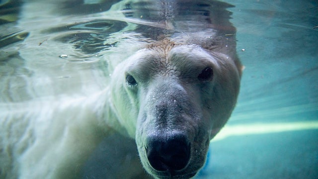 Point Defiance Zoo euthanizes polar bear, cancer tumor grew to size of watermelon