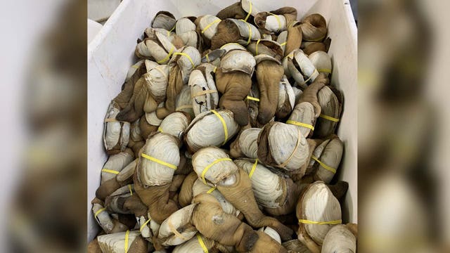 Burien seafood broker sentenced to prison for smuggling 'possibly tainted' geoduck clams to China