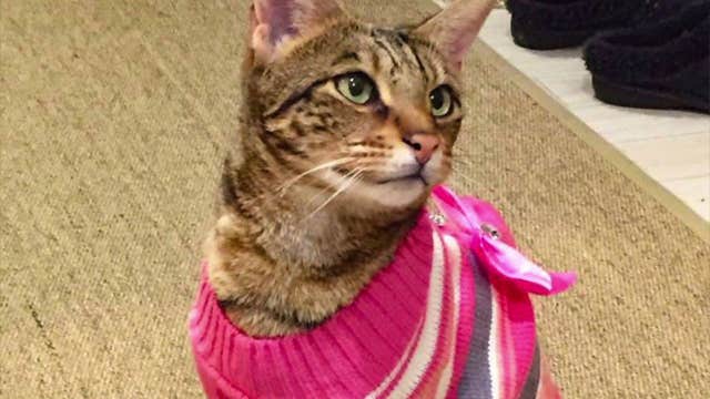 King County, Bellevue reach $125K settlement with owner of notorious cat