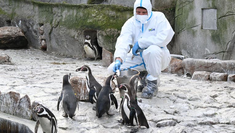 Measures against bird flu at Karlsruhe Zoo