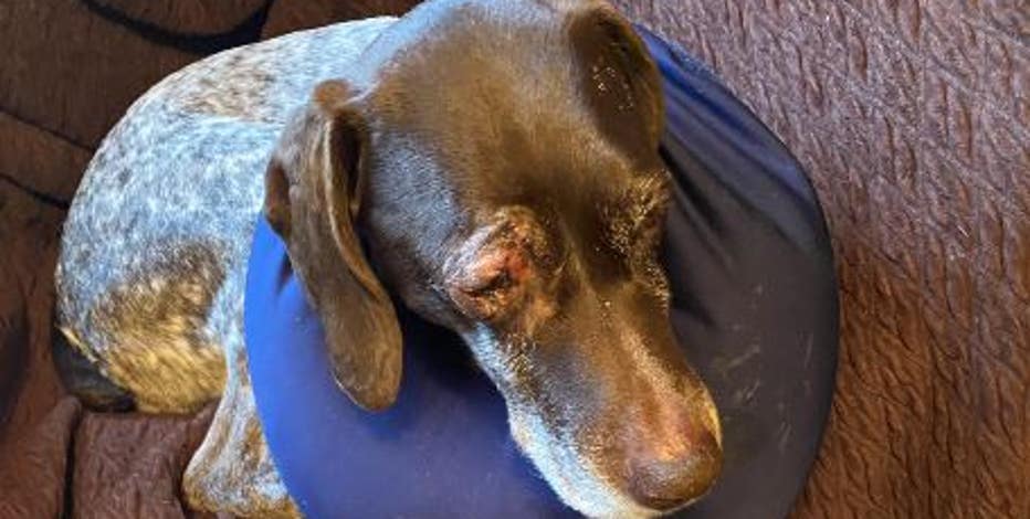 Two violent dog attacks in Seattle in less than a week