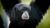 Point Defiance Zoo euthanizes 'Cho Cho', believed to be the oldest siamang in human care
